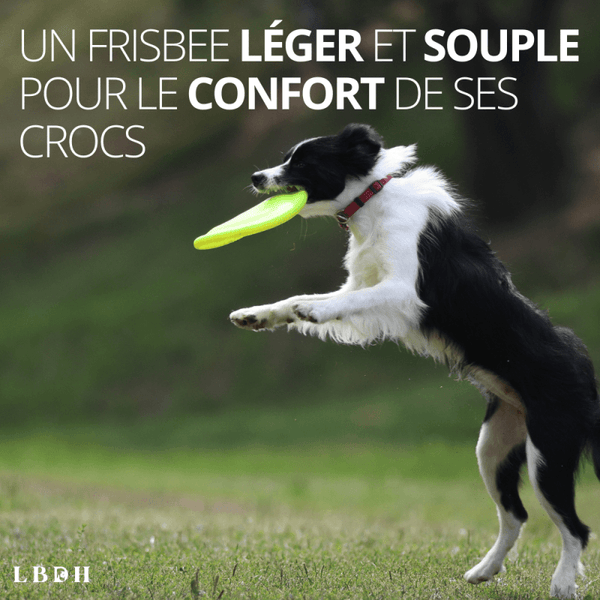 Frisbee pour chien