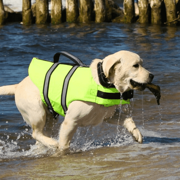 gilet chien nage