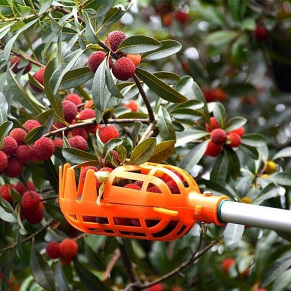 CUEILLE FRUITS