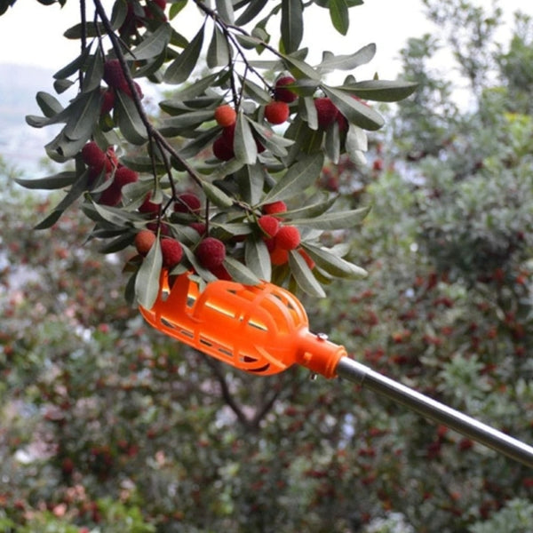 CUEILLE FRUITS